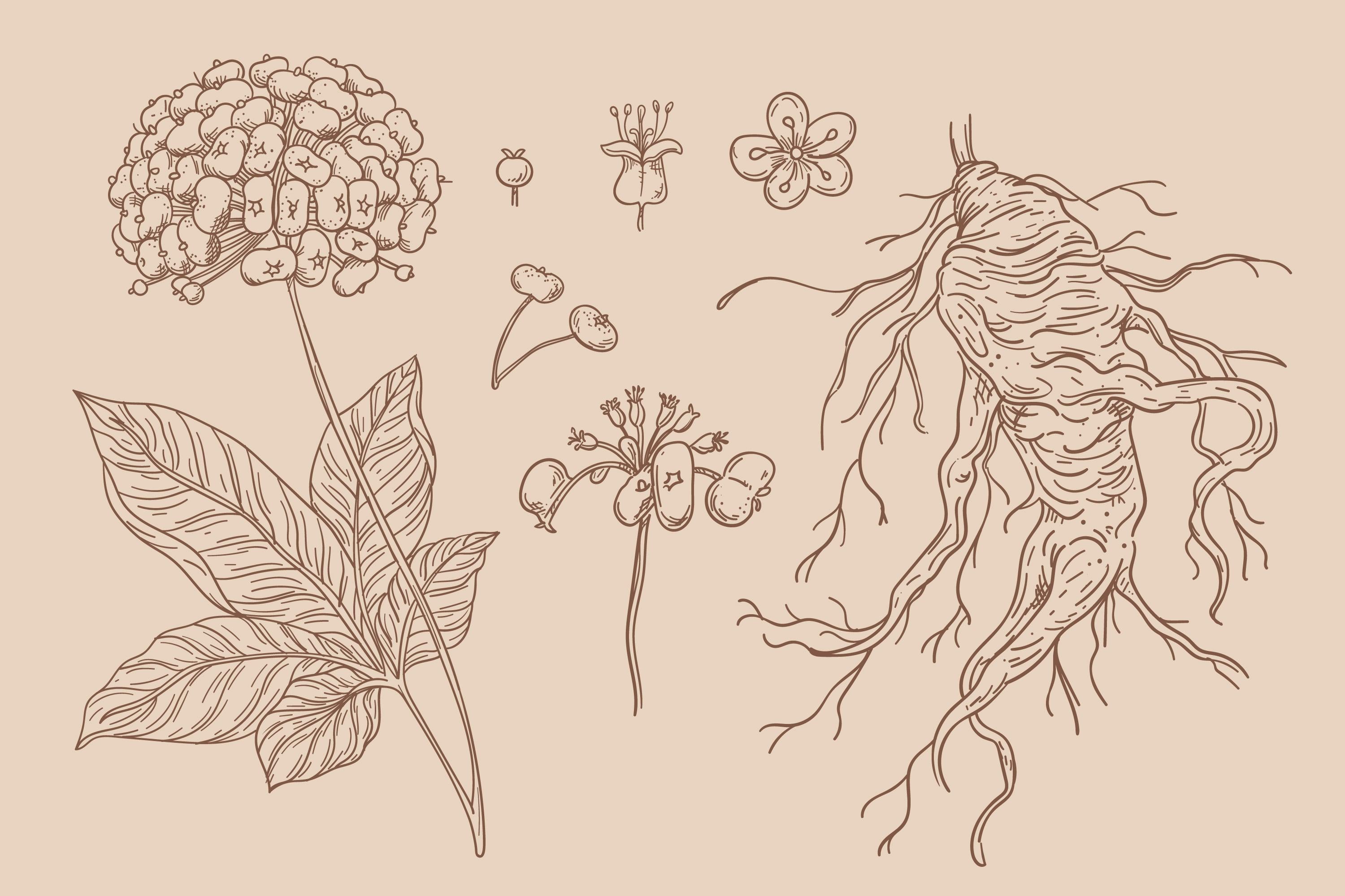 Melatonin vs. Valerian Root A Comparison of Natural Sleep Aids